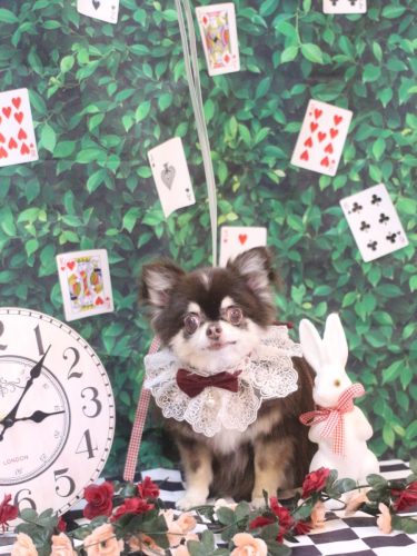 20250430ラブちゃん